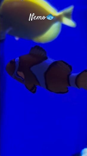 Find the Nemo 🐟 🐠 🎣 🐡 #dubaiaquarium #travel #dubailfe #likeandsubscribe #fish #aquarium