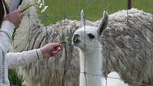 Woman feeding llamas on a farm, woman and llamas
