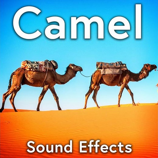 Single Isolated Camel Groan 1