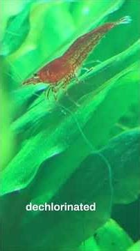 Neocaridina vs Caridina Shrimp: Which Is Right For You? #shorts