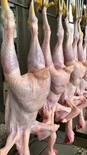 Revolutionize Your Poultry Processing with the Eruis Fully Automated Slaughter Line!