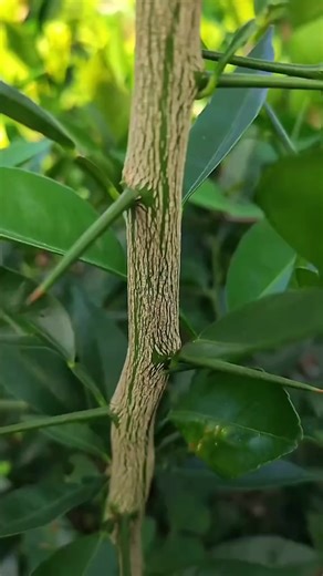 3.1M views · 10K reactions | Orange  Tree grafting techniques #fyp #foryou #graftingtechniques #grafting #citrustree | Grafting&Planting | Facebook