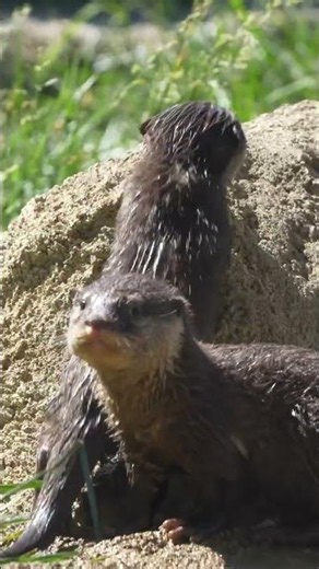 The otter pups explored their outdoor habitat and pool for the first time.