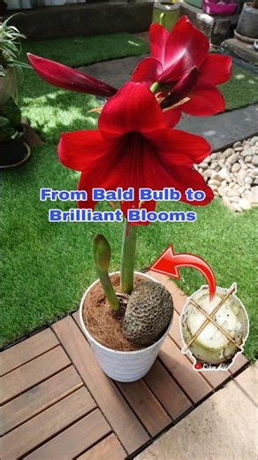 Off-Season Rebloom Hack‼️How I Forced My Amaryllis to Flower Again