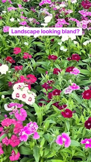 Bland flower beds got you down? Call Matthews Landscape today for a free estimate on fall annuals and cleanups! We've got pansies, violas, snapdragons, and much more! Plus, we can get rid of leaves and weeds piling in your yard. Contact us today! -matthewslandscape.com -318-731-9358 #fallcolor #fallannuals #flowers #fallaesthetic #landscape | Matthews Landscape