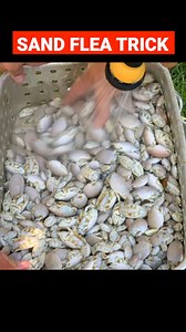 20K views · 93 reactions | Blanching sand fleas! #surffishing #yummyfood #fypシ゚viralシ | Phil Hollandsworth | Facebook