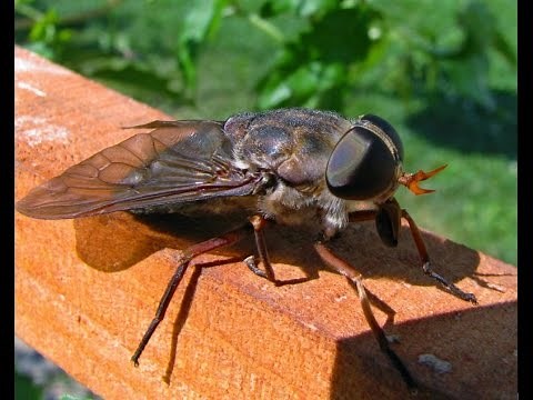 World's Biggest House FLY Spotted in Orlando Florida