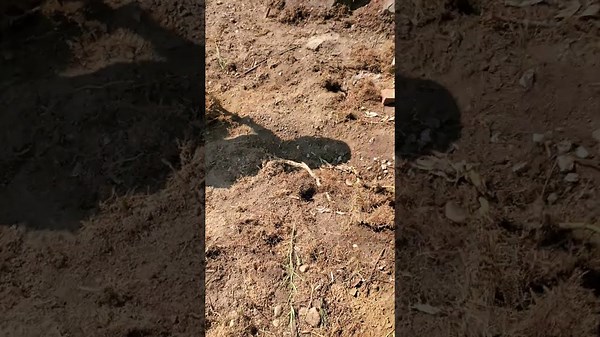 bamboo rhizome #gardendesign #nature #gardenlandscaping #garden #gardenideas #landscaping