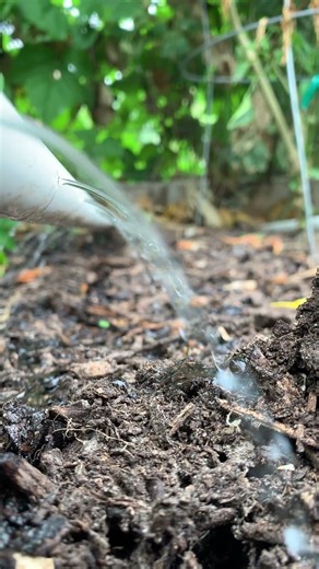 Easy DIY PVC Watering Hack for Raised Beds