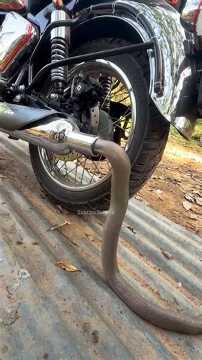 Snake Entered the Motorcycle Silencer Pipe #snakelovers #naturelovers #wildlifevideo