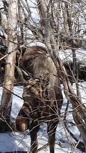8.1K views · 399 reactions | Alaskan Bull Moose with his antlers just starting to grown back was stripping the bark off these trees at a local Marsh. #moose #bullmoose #antlers #velvet #jcsolbergphotography #shotoncanon #canonr7 #wildlife #wildlifephotographer #alaskaphotography #sharingalaska #outdoors #nature #visitanchorage | Alaskan Adventures And More | Facebook