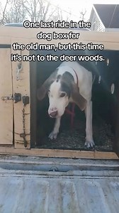 5.4K views · 126 reactions | Dogs are a blessing! Via countyline.74 on TikTok | Hunting The Wild | Facebook