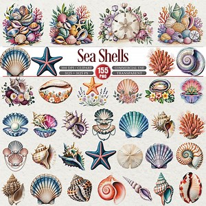 Sea Shells Clipart Bundle Transparent PNG Coastal Elements - Etsy
