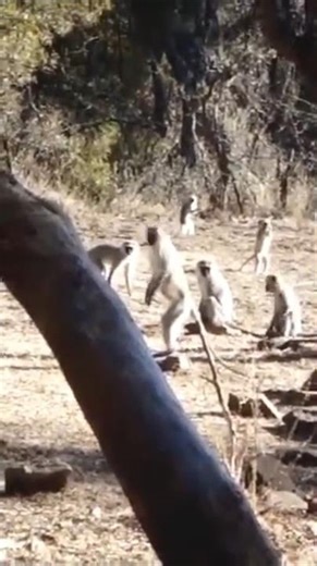 Monkey Bow Shot — Hit 10 Million Views #wildlife #monkey #g4outdoors #hunting