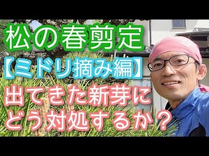 【マツ(黒松)の剪定】春の手入れ｢ミドリ摘み(芽摘み)｣をパターン別に解説(2024年5月)🌱🤲
