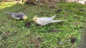 46K views · 4.6K reactions | The bird you see with the abnormal wing...