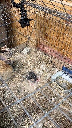 3.3K views · 530 reactions | Rabbit building nest for babie’s and feeding babies. This was awesome. #rabbit #anime #Awesome | Eddy Family Farm | Facebook