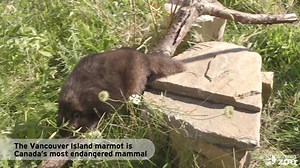 Ever drive by the Zoo and wonder “what’s that red barn?” Well, that iconic barn along with two others comprise one of only a handful of specialized conservation breeding centres in Canada for three endangered species, the black-footed ferret, the eastern loggerhead shrike, and Canada’s most endangered mammal, the Vancouver Island marmot. At the Toronto Zoo, breeding pairs of marmots are kept out of the public eye in the specialized breeding centre and have minimal human-animal contact to keep th