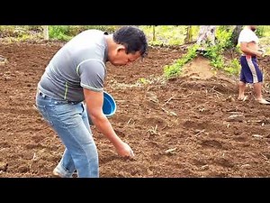 Upland Rice Planting Using "Abud" Method