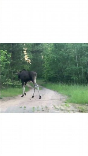 Łoś SuperKtoś