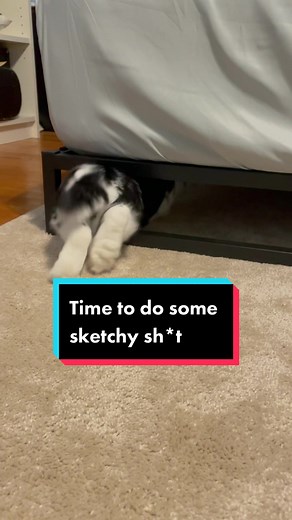 Funny Down Ear Bunny Rabbit Doing Sketchy Sh*t