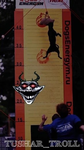 All dogs jump high #trollface#shorts