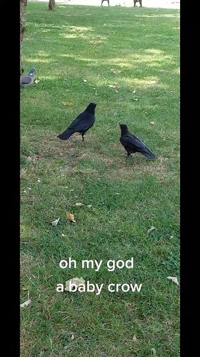 Marvin the Crow on TikTok