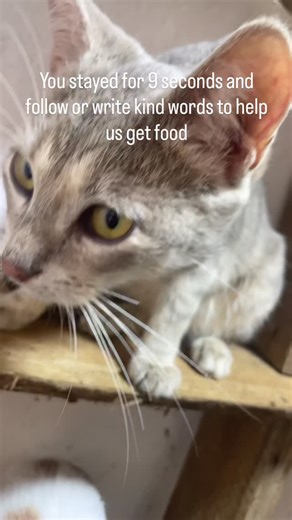 DADDY CATS RESCUE CENTER 🐹 on Instagram