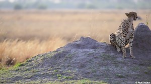 A #cheetah roams the grasslands of Zambia, searching for his kingdom. This is the tale of King the cheetah, a young male we have been tracking and protecting across the vast expanse of the Greater Kafue Ecosystem in Zambia. Read his story — and learn what he represents for big cats: https://bit.ly/3IJtHAK If you love cheetahs and appreciate King's expansive domain, like and share on your account! | Panthera