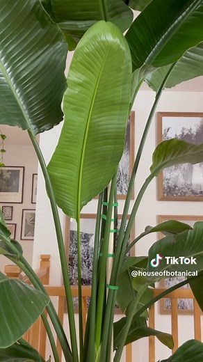 Birds of Paradise Plant: The Queen of Indoor Plants