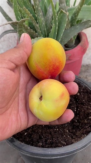 how to grow peach from seed at home #shorts #viral #youtubeshorts