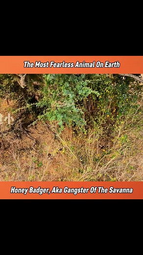 The most fearless animal on Earth. #animals #fyp #reelsvideoシ | Animals Around Us