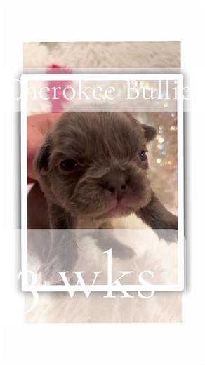 Cherokee Bullies… 3 wks… Frenchie… French Bulldog puppies… Fluffy Frenchie… Ohio Frenchie #frenchbulldog #fluffyfrenchie #fypシ #cherokeebullies #ohiofrenchies