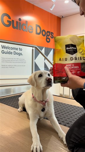 We loved catching up with Nancy at Guide Dogs Australia HQ. After a dedicated working life, she’s now enjoying retirement with a loving Guide Dogs team member and doing an amazing job as their ambassador. She even showed off a few tricks for our new Air Dried Beef & Mackerel treats… though we think her excitement may have taken over! [Video description: Nancy, a yellow Labrador, waits eagerly as a member of the Black Hawk team holds a bag of Air Dried treats. She follows the “drop” command to ea
