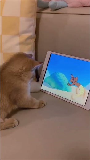 Cat Watching Cartoons #shorts #cats #animals #funny