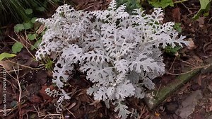 Silver ragwort plant or Dusty Miller or Jacobaea maritima with Silvery woolly leaves. This plant looks beautiful and ornamental and can be either a friend or toxic to pets and even poisonous to humans