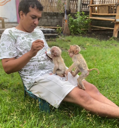 Sorry… You’re Late, Baby 😌 | Cute Baby Monkey Reaction Baby Monkey reacts instantly — a mix of cute attitude and dramatic expressions. She looks at Dad with that “you know you’re late, right?” face while waiting for her food or cuddle. Even though she’s acting upset, her tiny gestures and sweet expressions make the moment adorable to watch. A simple delay… but a whole cute tantrum from this spoiled little sweetheart. If this adorable moment made you smile, don’t forget to like, comment, and sub
