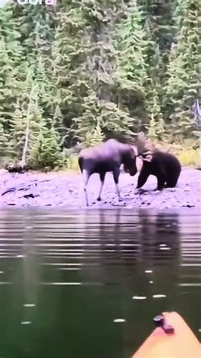 Moose v/s bear #shortvideo #trending #shorts
