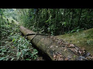 Planet Earth 08 Jungles Part 04