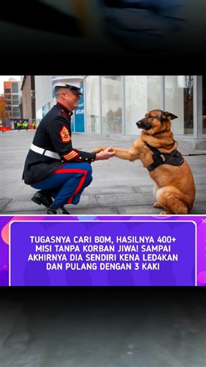 tugas yang berat #faktadunia #cekfaktaberita #faktamenarik #faktaunik