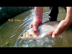TECHNIQUE pour pêcher Hotu, Chevesne et gardon: le Toc mousse dans les courrants