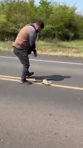 Man Is Run Over While Saving A Lizard