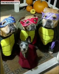 14M views · 1.1K reactions | "When you find the house giving out the best candy and you go back in different costumes hoping they won't get suspicious..." - The Rescued Boys | The National Desk - TND | Facebook