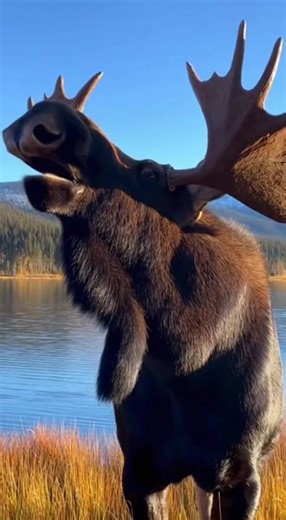 Hear the powerful, loud bellow of a moose echoing across a peaceful lakeside as wind stirs its dark fur and water gently laps the shore. The natural ambiance sets the stage for three unforgettable calls, capturing the wild spirit of this incredible animal. Experience pure nature and raw vocal power in just 10 seconds. 🔗 Follow for more animal sounds: TikTok: http://tiktok.com/@animalsoundearth Instagram: https://www.instagram.com/@animalsoundearth YouTube: https://www.youtube.com/@AnimalSoundEa
