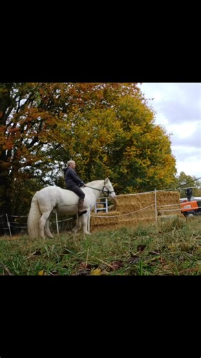 We can still have daytime fun here at Kew trying to find some piaffe play 😅🥰🦄 It's hard work and not established yet, but a super try! I decided a while back I wanted to teach it without a stick as he doesn’t really appreciate them, so we're just fumbling through and rewarding anything we find. Nb. Don't copy me. Wear a hat. I usually do....I was just playing around on the ground and felt like he'd offer some ridden, so I jumped on and found some in that moment 🤷‍♀️ | Freelance Equine - Tric