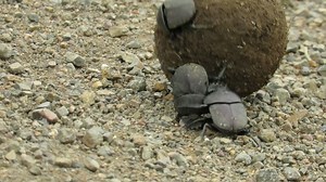 23K views · 627 reactions | I enjoy watching the dung beetles at this time of the year. While the female enjoyed the ride, these two males were fighting to seize control of this ball of...............dung | Graeme Mitchley - Wildlife Photographer | Facebook