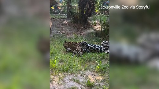 LOOK HOW CUTE! A Jaguar cub made its debut Thursday at Jacksonville Zoo. https://bit.ly/44Se43p | WFLA News Channel 8