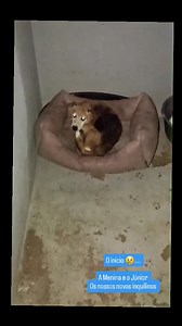 Amiguinhos, Apresentamos os nossos novos meninos, vindos de uma situação muito complicada envolvida em negligência. É a Menina e o Júnior e estão muito nervosos e ansiosos, não permitem sequer que lhe coloquemos a trela pois não tinham praticamente contacto humano😪 Aqui sim vão conhecer realmente o que é o Amor, pois tudo faremos para que se sintam felizes e rodeados de amor 🙏 Os nossos voluntários sabem esperar...e com toda paciência será possível transformar a vida destes dois patudos 🥰 #aa