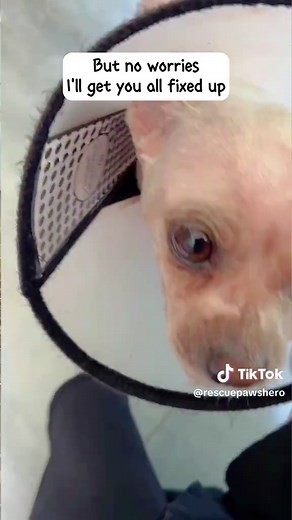 Adorable Smiling Puppy Videos That Melt Hearts