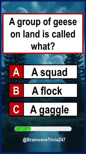 General Knowledge Quiz: #shorts #shortsfeed #quiz #gk